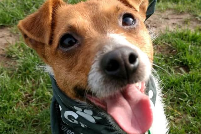 A dog from the centre