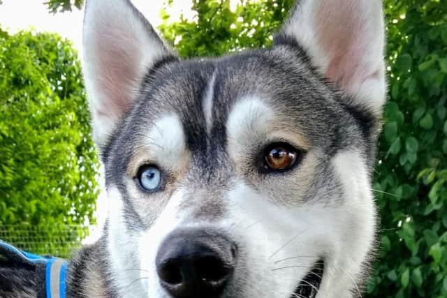 A dog from the centre