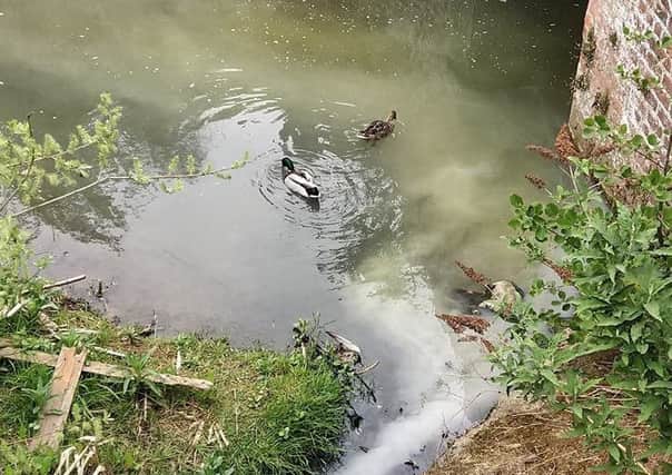 Ducks in the River Rase