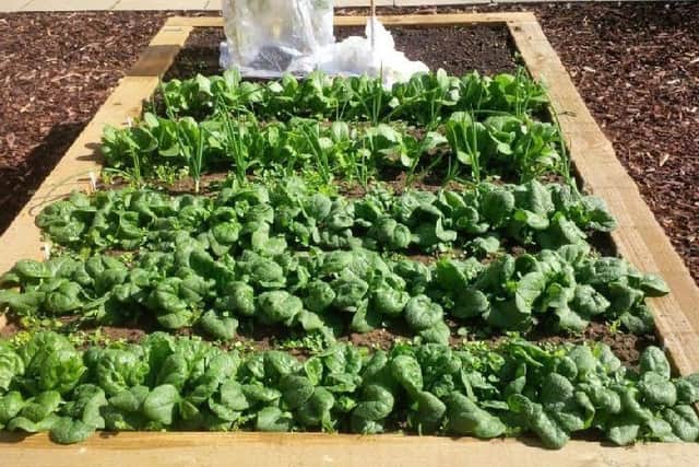 Demand grows for allotments