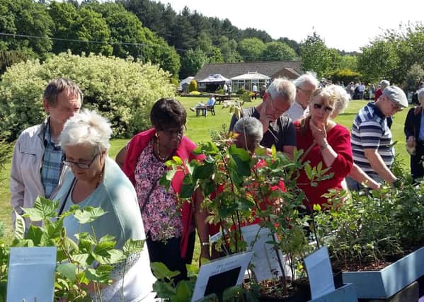 Popular plant fair back at Pottertons for third year