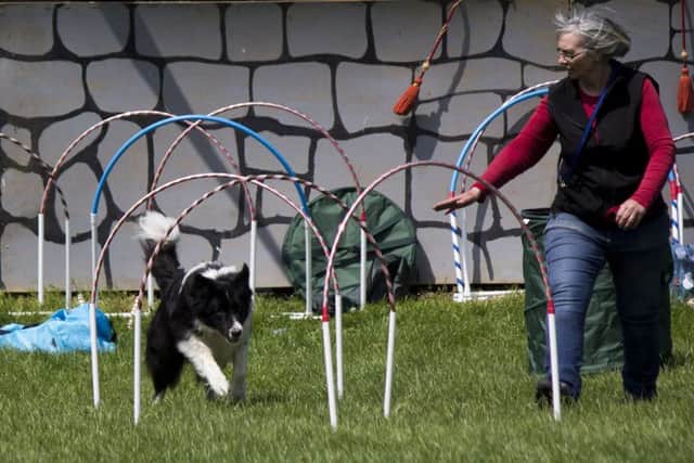 Canine fun at the heavy horse centre EMN-190517-161433001