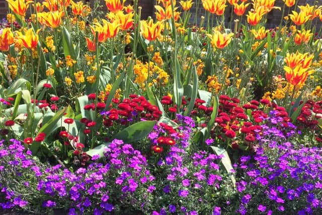 Flowers (stock image)