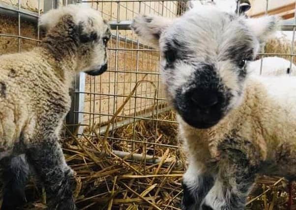 Lambs born at Tattershall Farm Park. EMN-190527-115916001