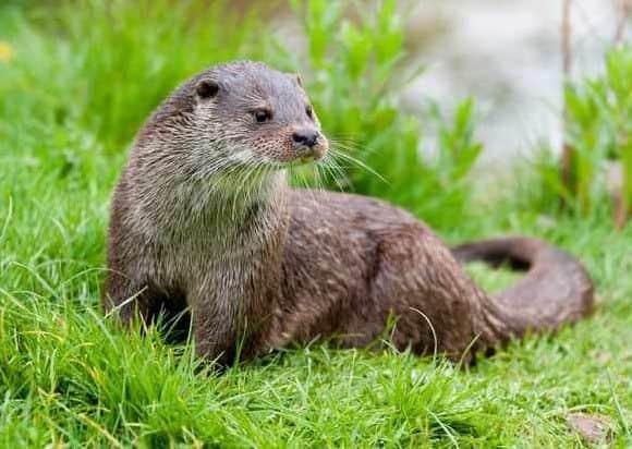 Portrait of a European River Otter. Conservation status near threatened EMN-190529-092458001