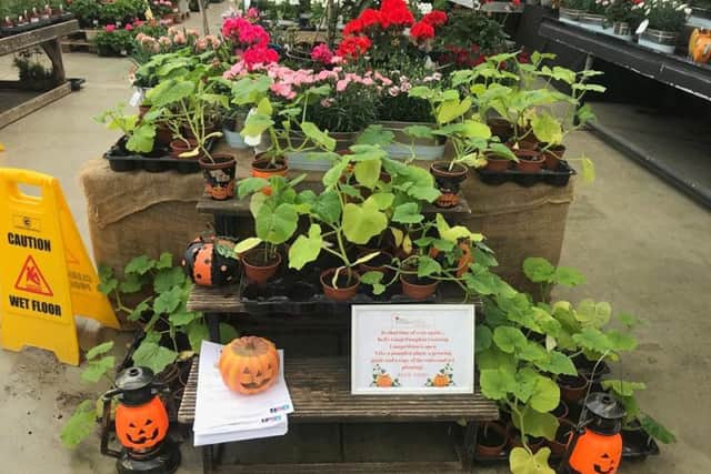 This year's Pumpkin Patch competition has been launched at Bell's Gardening Outlet in Benington.