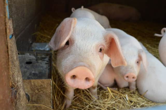 One of the animals at Minting Park Farm.