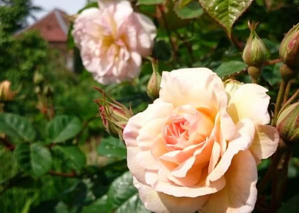 Enjoy Rose Day at Gunby Hall.