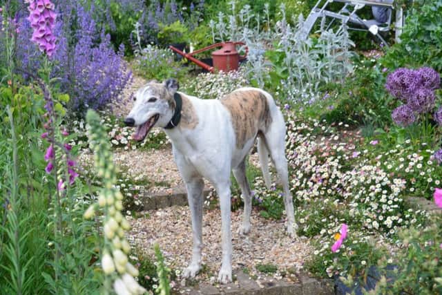 Brock House, in Northgate Lane, Halton Holegate is to hold an open garden event for the Fen Bank Greyhound Sanctuary.