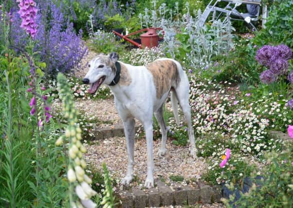 Brock House, in Northgate Lane, Halton Holegate is to hold an open garden event for the Fen Bank Greyhound Sanctuary.