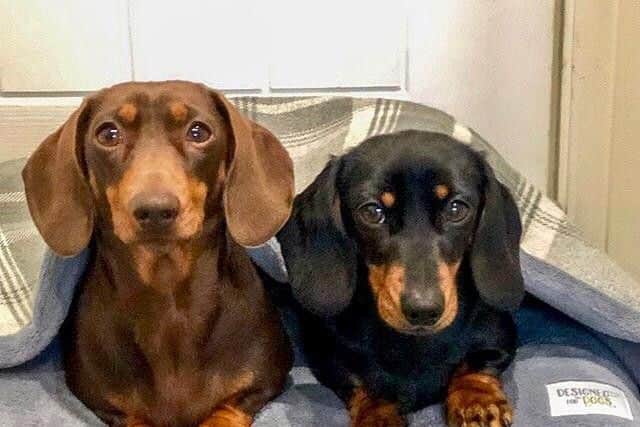 Designed for Dogs has beenannounced as this years winner of the Lincolnshire Showgrounds annual Grow with theShow competition.