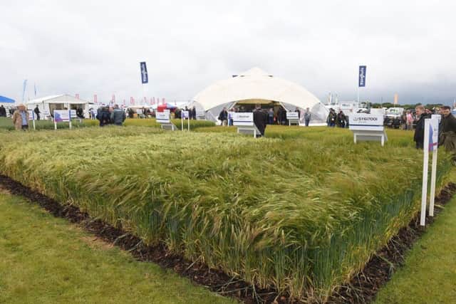 Cereals 2019 at Boothby Graffoe. EMN-190613-092212001