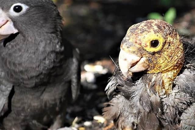 The parrot pictured right had been at Lincolnshire Wildlife Park for 20 years but has sadly drowned.