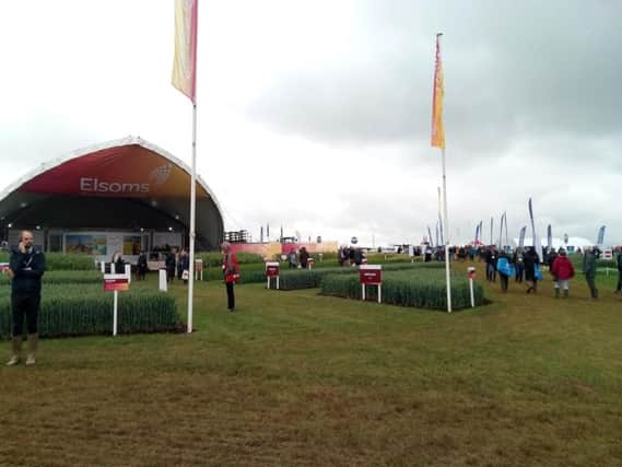 Impressive stands and crop displays from Lincolnshire-based seed companies at Cereals 2019 near Boothby Graffoe.