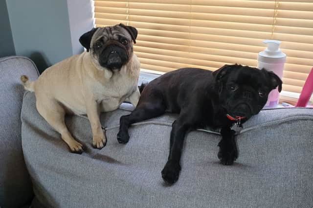 Stephanie Newton's dogs, Sky, aged 3 and eight month old Pancake. EMN-190625-112426001