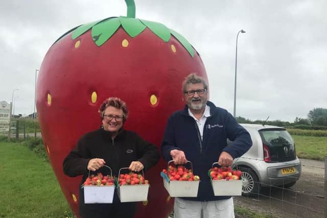 Visitors to the Chapel St Leonards area are always pleased to see the giant strawberry sign go out at the Farm Shop on the main coast road. Diane and Mick Clarke travelled all the way from Boston to pick 12 kilos to make jam.