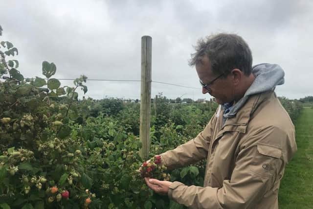 David Prigeon is delighted to see his strawberry fields ripening after the rain.