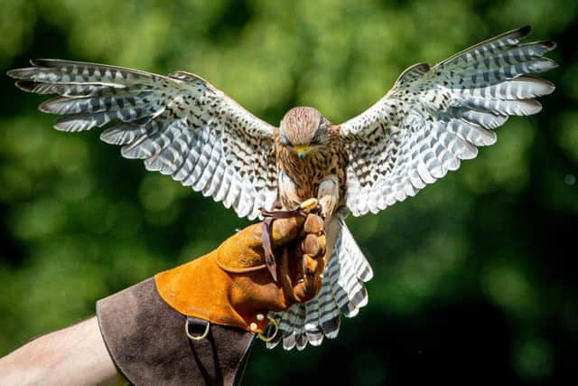 Tattershall Castle Falconry event EMN-190107-171555001
