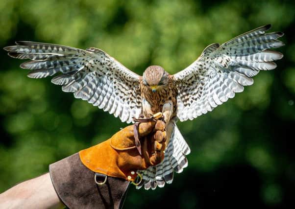 Tattershall Castle Falconry event EMN-190107-171555001