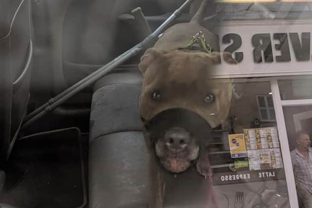 The muzzled dog struggling to pant in the hot car. EMN-190207-151925001