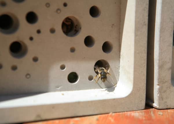 A Bee Brick with a tenant.