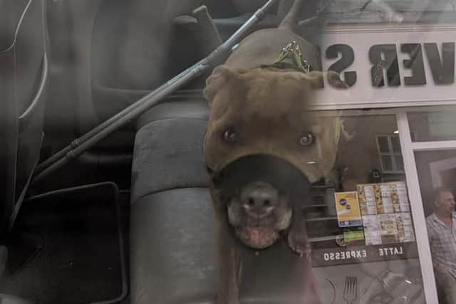 One of the muzzled Staffordshire bull terriers photographed by Jade Doherty in the car in Southgate.