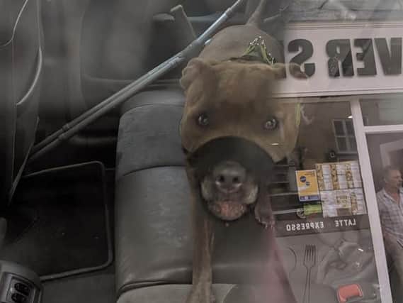 One of the muzzled Staffordshire bull terriers photographed by Jade Doherty in the car in Southgate.