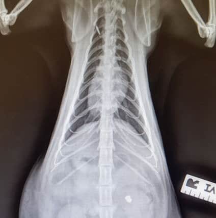 An xray image showing the pellet in Fergie's abdomen. EMN-190723-090551001