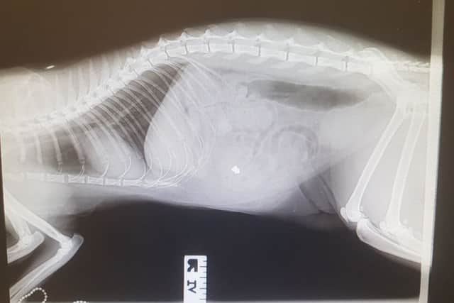 An xray image showing the pellet in Fergie's abdomen. EMN-190723-090624001