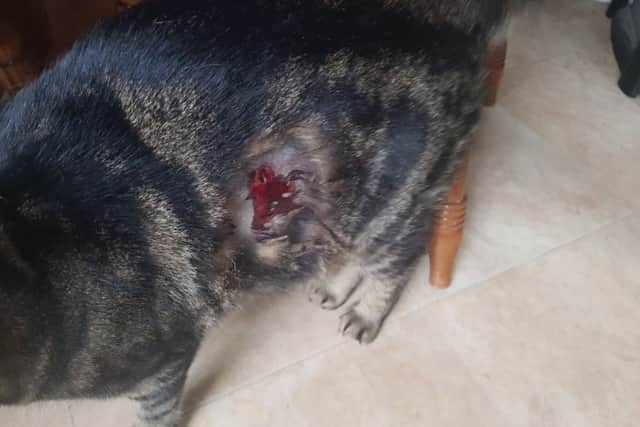 Fergie sustained an injury after being shot with a pellet. EMN-190723-090602001