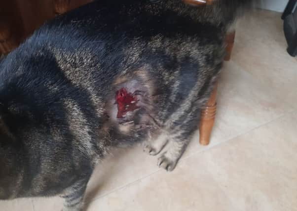 Fergie sustained an injury after being shot with a pellet. EMN-190723-090602001