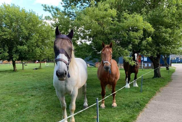 Northcote Heavy Horse Centre is appealing for funds to meet a huge veterinary bill.