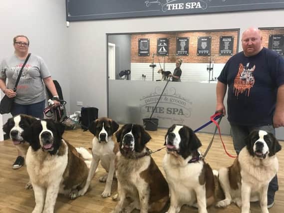 Six St Bernard dogs from Skegness joined Jollyes for their grand opening.