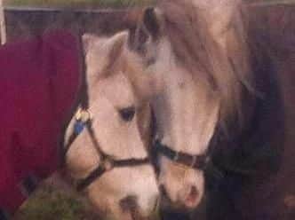Violet and Dawn were devoted to each other for nearly 30 years - and died tragically together.