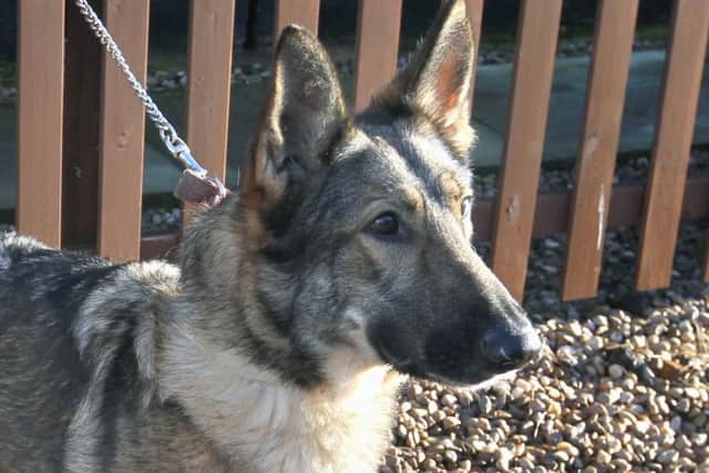 Lincolnshire Police are appealing for witnesses to a dog attack in Kelby, near Sleaford, after exhausting other lines of enquiry. (Stock image) EMN-190509-111641001
