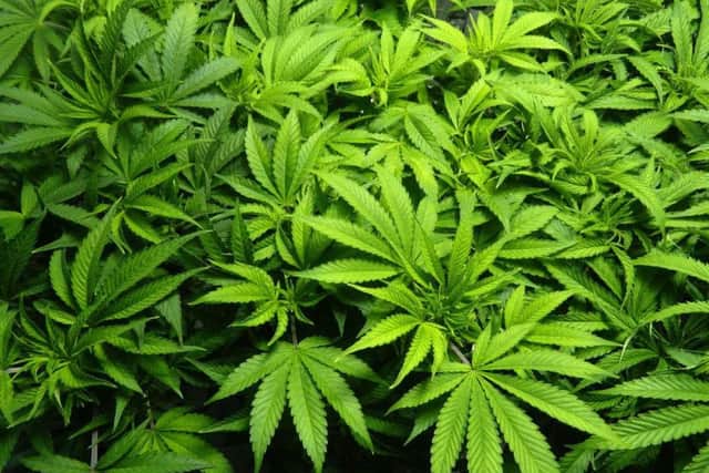 Cannabis