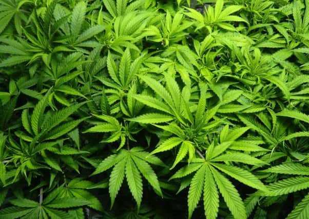 Cannabis