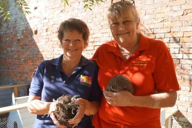 Hedgehog release at Elsham Hall EMN-190110-113630001