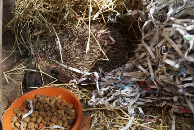 Hedgehog release at Elsham Hall EMN-190110-113725001