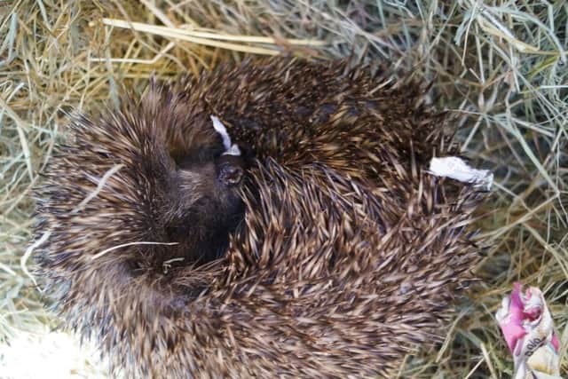 Hedgehog release at Elsham Hall EMN-190110-113712001