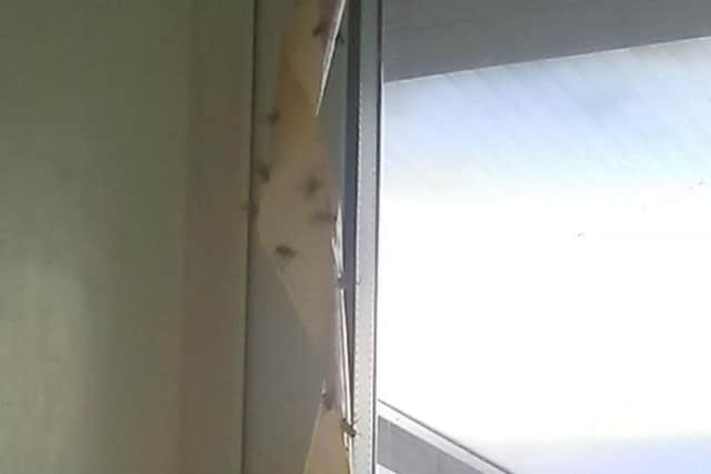 This number of flies in a few hours 'is not natural' says a resident.
