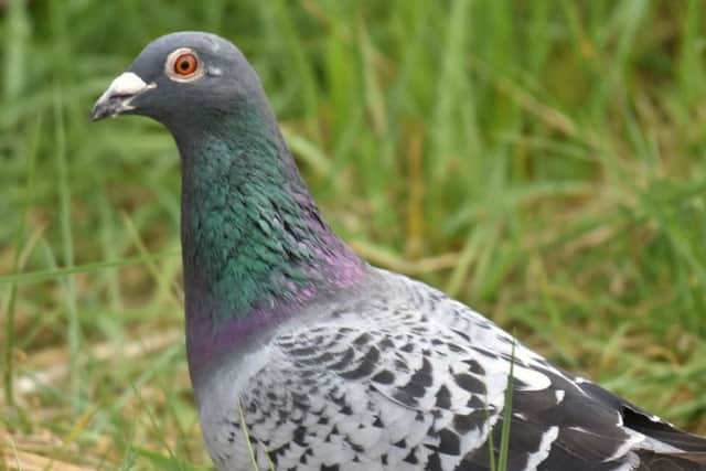 Protest against bird netting at Louth Town Hall