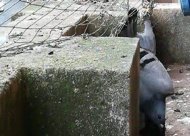 A pigeon trapped in the bird netting earlier this year.
