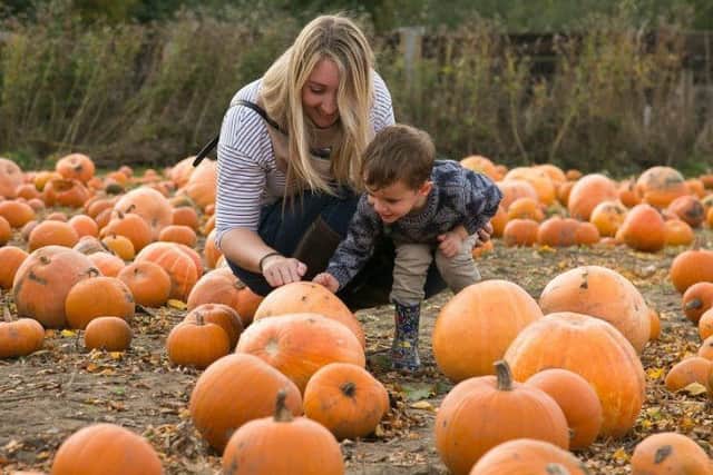 Pumpkin picking at Doddington Hall EMN-191015-101317001