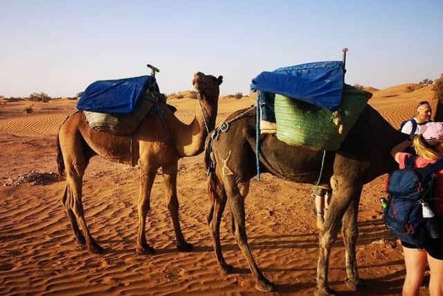 Ships of the desert: Camels provided vital support in the trek across the desert