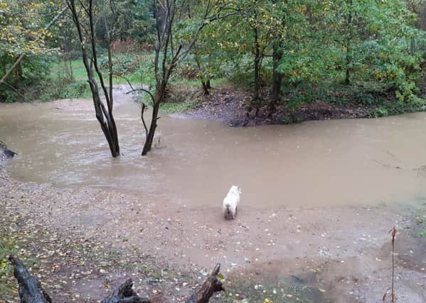 Dog Lily decided against going for a swim while visiting Willingham Woods  - one of the areas affected. Picture: Helen Robinson. EMN-191029-093204001