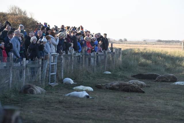 Large crowds pictured at Donna Nook last year.