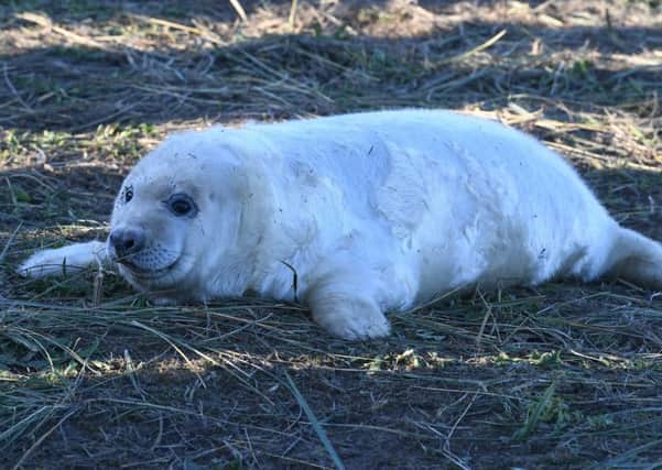 One of the seal pups pictured at Donna Nook last year.