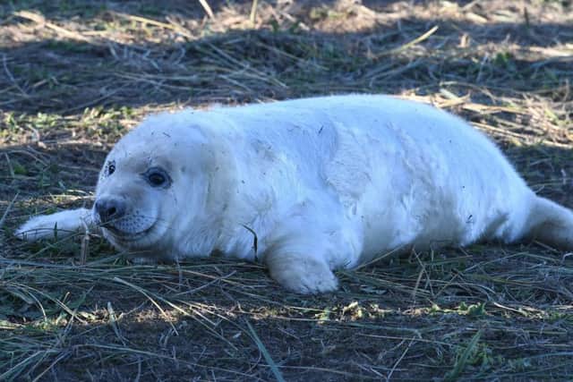 One of the seal pups pictured at Donna Nook last year.