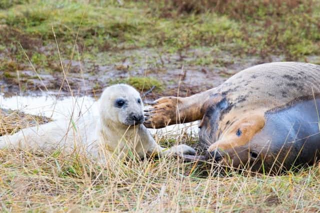 Seals at Donna Nook earlier this season. (Photo: Mark Suffield).